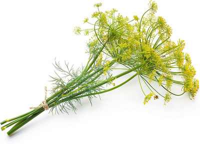 CYBEXIS NBIR-76 - Bouquet Dill Herb - (2250 Seeds) Seed(2250 per packet)
