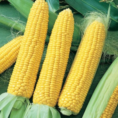 Flipkart SmartBuy Sweet Corn Seed(25 per packet)