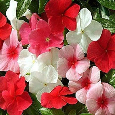 Lorvox Vinca Flower Seeds Mixed Hybrid Seed(105 per packet)