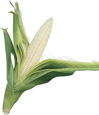 CYBEXIS Hybrid White Corn Seeds1000 Seeds Seed(1000 per packet)