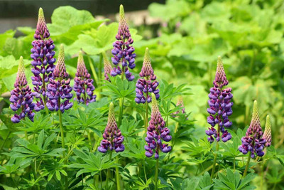 TRICONE Russell Lupin Flower Seed, Dwarf Hybrid Lupinus Polyphyllus 10 Seeds WS8 Seed(10 per packet)