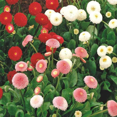 Epazo English Daisy Mixed Colour Flower Seeds Good Germination Seed(18 per packet)