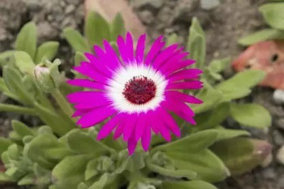 MAA Ice Plant Seed(230 per packet)