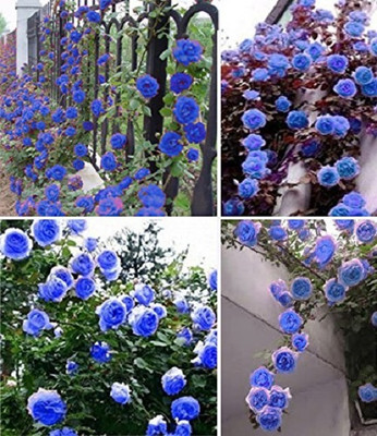 LPR FLOWER MIX Seed(30 per packet)