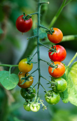 bloomaura tomato Seed(145 per packet)