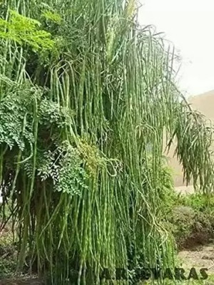 MAA Drumstick, Moringa Seed(35 per packet)