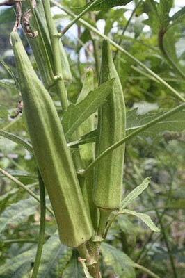 KNESSiN Giant Okra Seed(200 per packet)