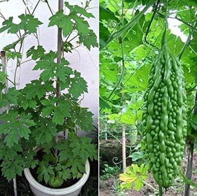 Pbevergreen hybrid bitter gourd seeds Seed(16 per packet)