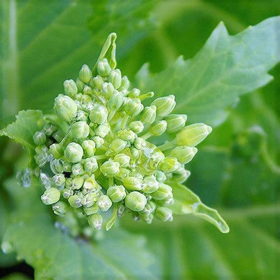 VibeX ® VLR-453 Broccoli Raab Seeds, Rapini, Heirloom Seed(200 per packet)