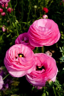 Epazo Imported Ranunculus Mix Color Flower Bulbs For All Season Gardening Seed(1 per packet)