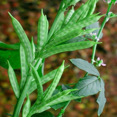XOLDAA CLUSTER BEANS SEEDS Seed(15 per packet)
