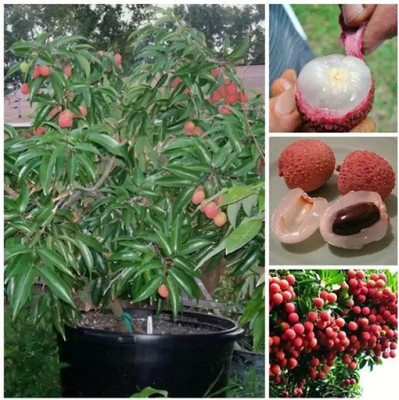 MAA Litchi, Lichi, Lychee Seed(25 per packet)