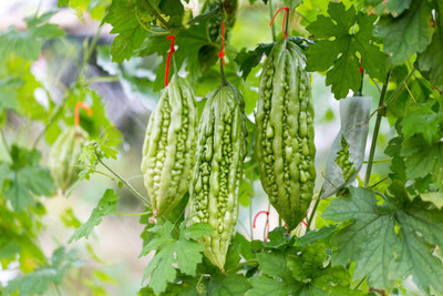 Kodali Hybrid F1 Bitter Gourd Seed Pack Of 32 Seed(32 per packet)