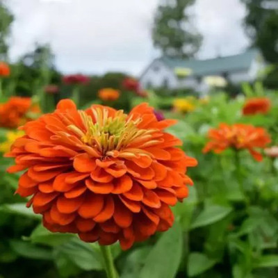 MAA Zinna Seed(21 per packet)