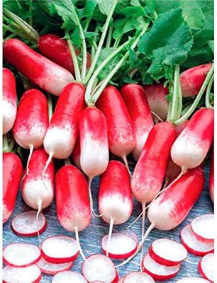 Qualtivate EXL-4AT Rapid Yield 18 Days French Breakfast Radish Seeds Seed(300 per packet)