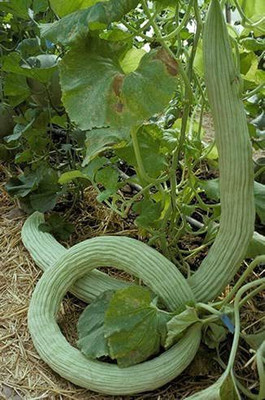 VibeX KGF -37 - Kakdi / Long Melon - (150 Seeds) Seed(150 per packet)