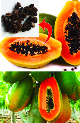 BSARKAR Red lady papaya seed Seed(20 per packet)