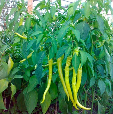 Farmonix Chilli Pepper, Hot Chilli Seed(300 per packet)