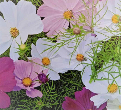 Seedsqlty cosmos seed for home garden, high germination (15 seeds) Seed(15 per packet)