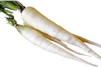 CYBEXIS XL-46 - Lunar White Carrot - (2250 Seeds) Seed(2250 per packet)