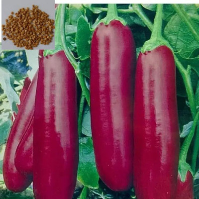 KNESSiN Pink Long F1 Hybrid Brinjal Vegetable ( Seeds) Seed(5000 per packet)