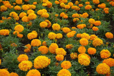 SOWCAN marigold/gende ka phool flower seeds Seed(75 per packet)