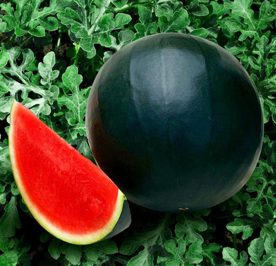 CYBEXIS TLX-7 - F1 Hybrid Watermelon - (1350 Seeds) Seed(1350 per packet)