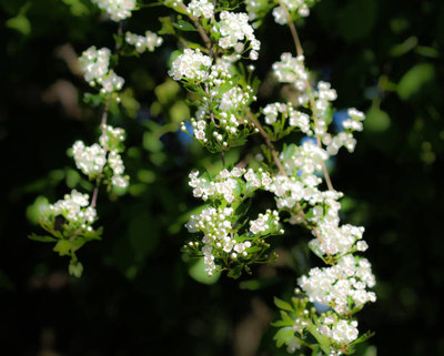 glowgreen gypsophila flower Seed(50 per packet)