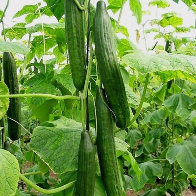 KNESSiN Cucumber Stingless Seed(500 per packet)