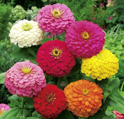 BDSresolve Hybrid mulitcolour dahlia seeds for plant/Dahlia seeds 17 Seed(17 per packet)