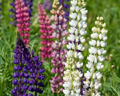 Quentova Persistent lupine - a mixture-CTU-11X Seed(75 per packet)