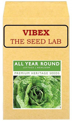 CYBEXIS Lettuce All Year Round Hybrid Seeds4000 Seeds Seed(4000 per packet)