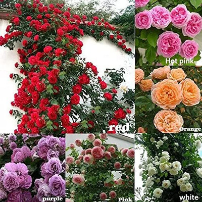 CRGO ROSE , GULAAB Seed(50 per packet)
