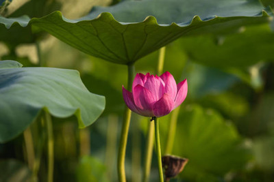 SeeGreen farm lotus,kamal gatta Seed(11 per packet)