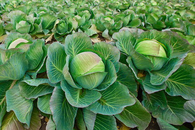 Seedsqlty Full cabbage seeds, high germination (18 seeds) Seed(18 per packet)
