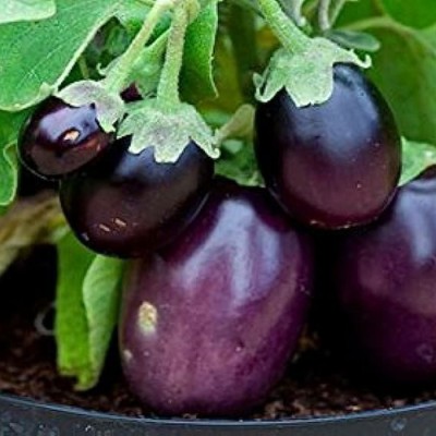 SREE black hybrid Brinjal,Begun, Seed(200 per packet)