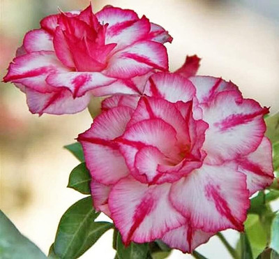Qualtivate NDIR-701 Single Layer Flower Adenium Obesum Seed(30 per packet)