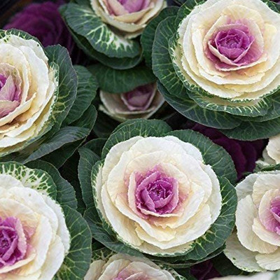 CYBEXIS Cabbage, Ornamental Kale Seeds - Brassica oleracea Seed(50 per packet)