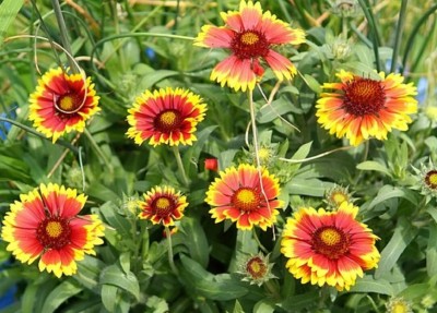 Quentova BLANKET FLOWER Butterflies Perennial Wildflower, Firewheel Seed(40 per packet)