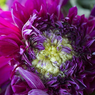 LPR DAHLIA Seed(20 per packet)