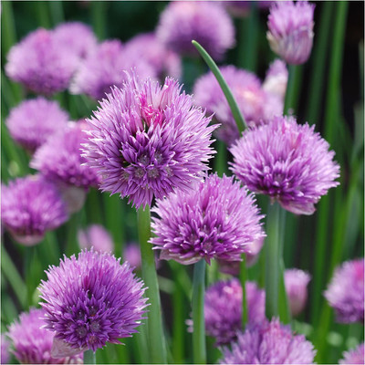 CYBEXIS XLL-1 - Chives - (750 Seeds) Seed(750 per packet)