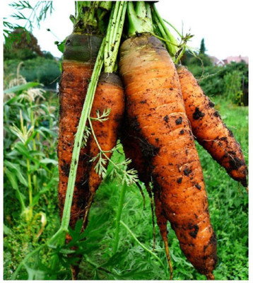 CYBEXIS Autumn King Imported Carrot Variety2000 Seeds Seed(2000 per packet)