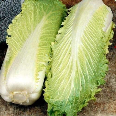 CYBEXIS F1 Hybrid Chinese Cabbage Seeds2000 Seeds Seed(2000 per packet)