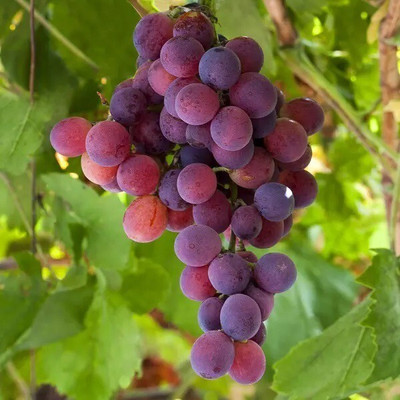 Quentova Black Globe Grapes Fruits-VII-7A Seed(50 per packet)