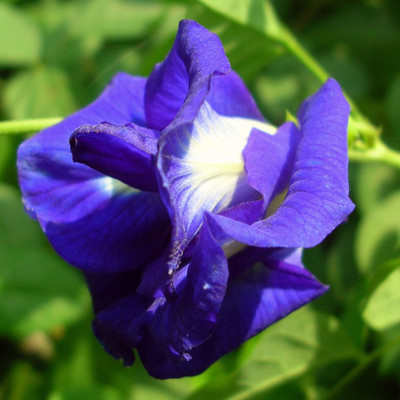 Urvaar Aparajita Double Petal Flower Seeds, Clitoria ternatea Seeds, Butterfly Pea Seed(25 per packet)