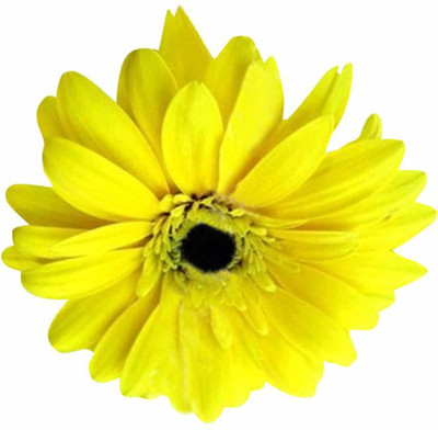 VibeX LX-81 - Gerbera Daisy Flower -Yellow - (60 Seeds) Seed(60 per packet)