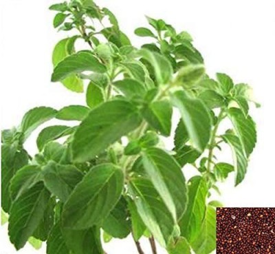 MAA Holy Basil, Tulsi, Tulasi Seed(250 per packet)