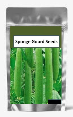 KNESSiN High Germination Sponge Gourd Seeds Luffa Seeds Seed(250 per packet)