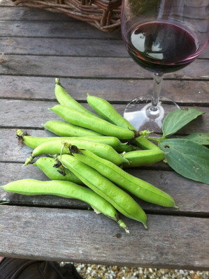 Avysa Organic Bakla/Broad Beans Vegetable Seed(40 per packet)