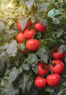RuelandSteve tomato Seed(145 per packet)